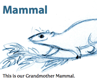 mammal