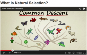 Stated Clearly offers another good overview of natural selection